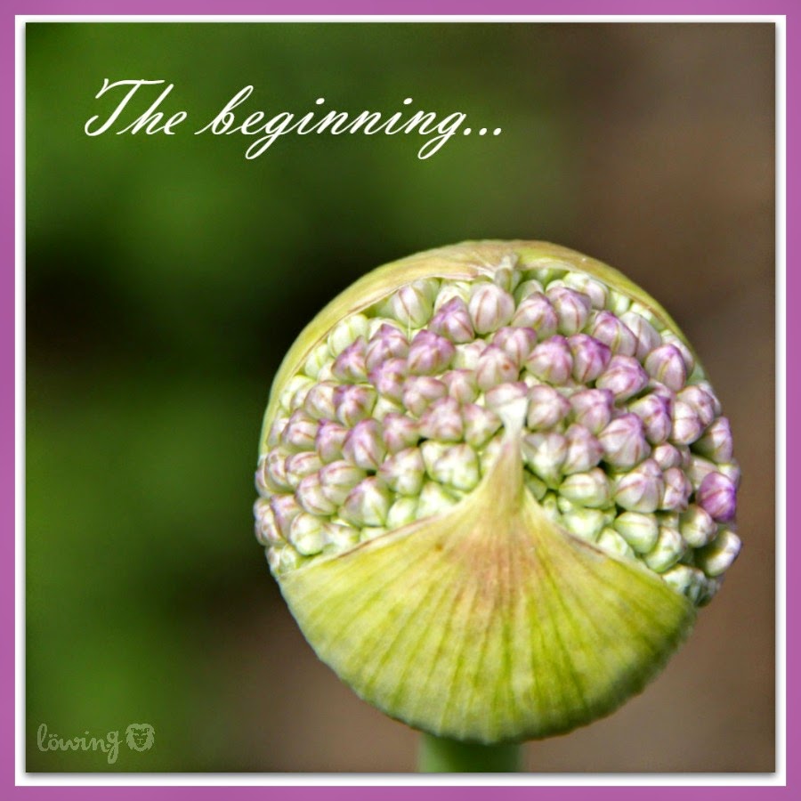 Allium … die lustigste Blüte…